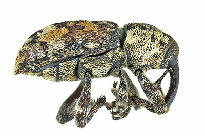 Weevil Beetle - Pissodes similis m24 1