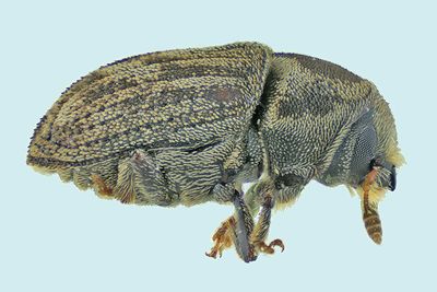 Weevil Beetle - Hylesinus aculeatus  m24 1