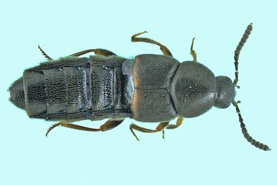 Rove beetle - Aleochara sp m24 1