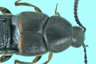 Rove beetle - Aleochara sp m24 2