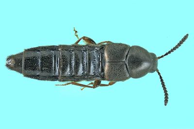 Rove beetle - Aleochara sp m24 1