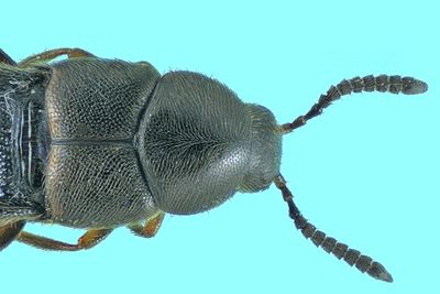 Rove beetle - Aleochara sp m24 2