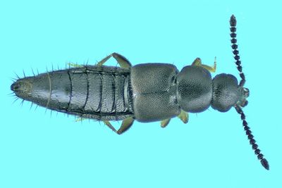 Rove Beetle - Aleocharinae - Atheta sp m24 