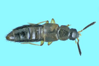 Rove Beetle - Aleocharinae - Athetini sp1 m24 