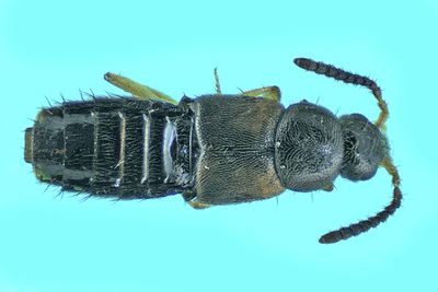 Rove Beetle - Aleocharinae - Athetini sp2 m24 