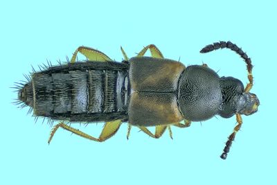 Rove Beetle - Aleocharinae - Athetini sp3 