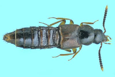 Rove Beetle - Aleocharinae - Silusa sp1 