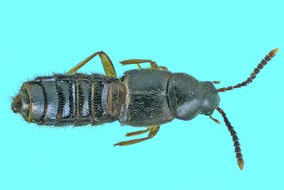 Rove Beetle - Aleocharinae - Silusa sp2 m24 