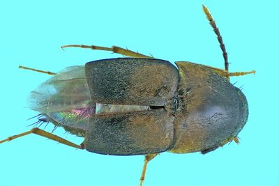 Rove beetle - Sepedophilus littoreus m24 1