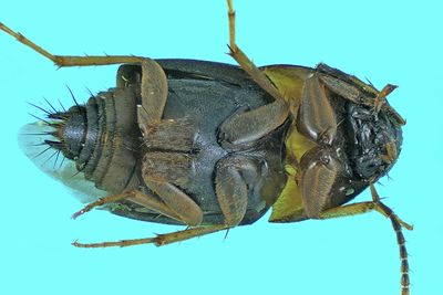 Rove beetle - Sepedophilus littoreus m24 2