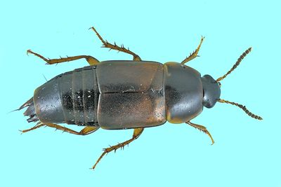 Rove Beetle - Tachinus fumipennis m24 