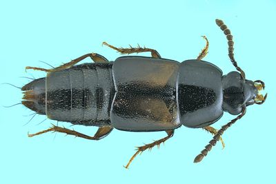 Rove Beetle - Tachinus sp9 m24 1