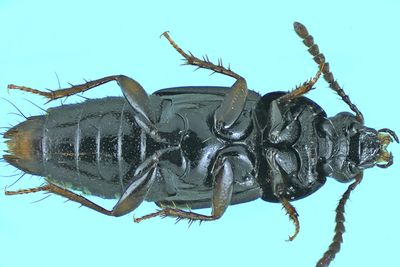 Rove Beetle - Tachinus sp9 m24 2