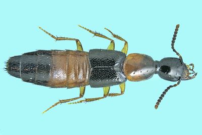 Rove beetle - Bisnius blandus m24 6,3mm