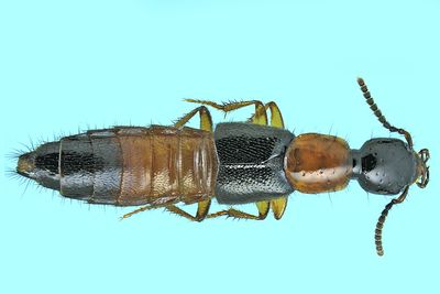 Rove beetle - Bisnius blandus m24 6,9mm
