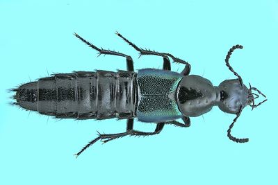 Rove Beetle - Philonthus caeruleipennis m24 13,7mm