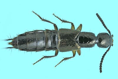 Rove beetle - Philonthus sp4 m24 5,8mm 1