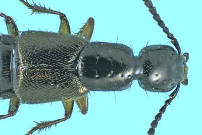 Rove beetle - Philonthus sp4 m24 5,8mm 2