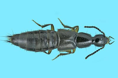 Rove beetle - Philonthus sp5 m24 5,9mm 1