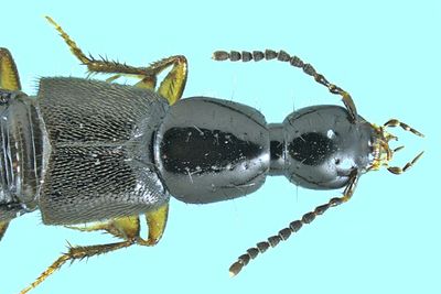 Rove beetle - Philonthus sp5 m24 5,9mm 2