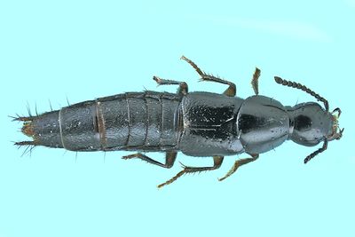 Rove beetle - Quedius capucinus m24 7,1mm 1