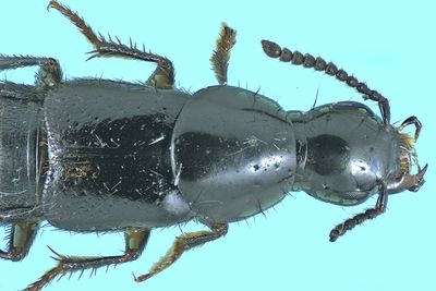Rove beetle - Quedius capucinus m24 7,1mm 2