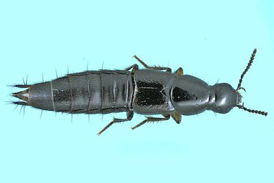 Rove beetle - Quedius capucinus m24 7,9mm 1