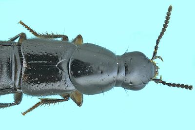 Rove beetle - Quedius capucinus m24 7,9mm 2
