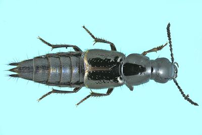 Rove beetle - Quedius cinctus m24 8,1mm 1