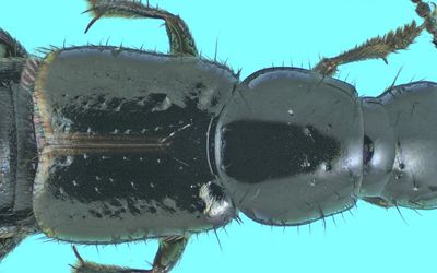 Rove beetle - Quedius cinctus m24 8,1mm 2