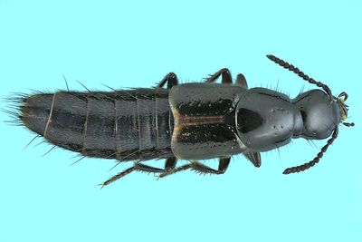 Rove beetle - Quedius cinctus m24 8,2mm 1