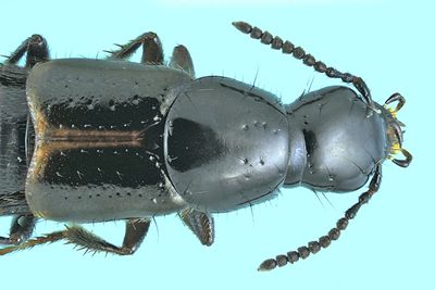 Rove beetle - Quedius cinctus m24 8,2mm 2