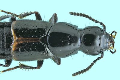 Rove beetle - Quedius cinctus m24 9,2mm 2