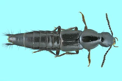 Rove Beetle - Quedius mesomelinus m24 9,3mm 1