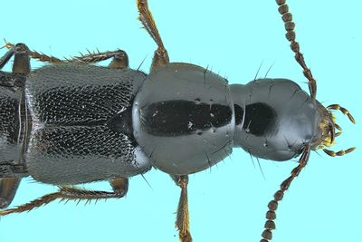 Rove Beetle - Quedius mesomelinus m24 9,3mm 2