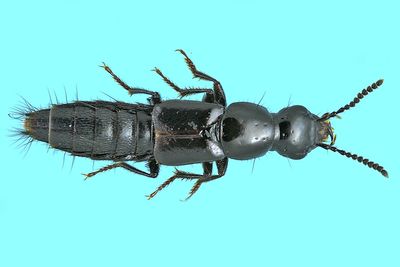 Rove beetle - Quedius plagiatus m24 7,1mm 1