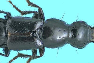 Rove beetle - Quedius plagiatus m24 7,1mm 2