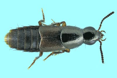 Rove beetle - Quedius rusticus m24 4,9mm 1