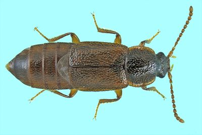 Rove beetle - Acidota subcarinata m24 1
