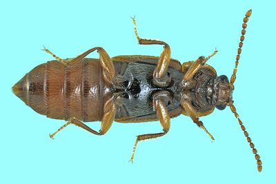 Rove beetle - Acidota subcarinata m24 2