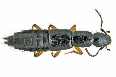 Rove beetle - Ochthephilum fracticorne m24 1