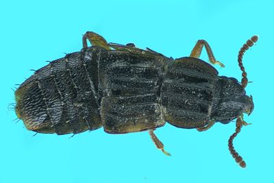 Rove beetle - Pseudopsis subulata m24 3,2mm 917 BG A69ff.jpg