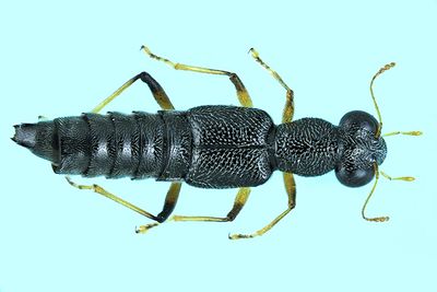 Rove Beetle - Stenus flavicornis m24 