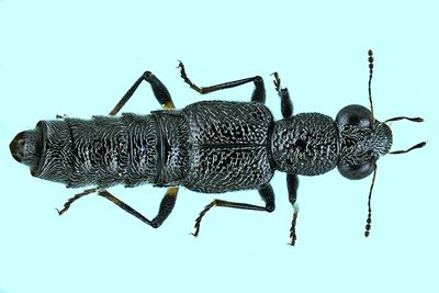 Rove Beetle - Water Skater - Stenus sp m24 