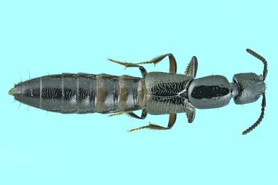 Rove Beetle - Gyrohypnus fracticornis m24 1