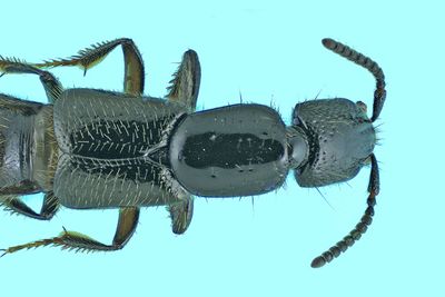 Rove Beetle - Gyrohypnus fracticornis m24 2