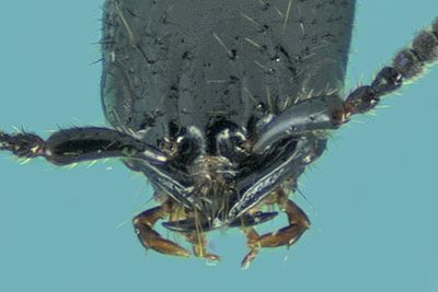 Rove Beetle - Gyrohypnus fracticornis m24 3