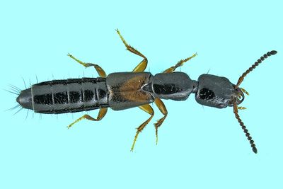 Rove beetle - Nudobius cephalus m24 1