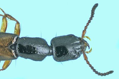 Rove beetle - Nudobius cephalus m24 2