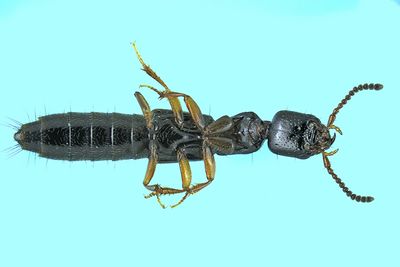 Rove beetle - Nudobius cephalus m24 